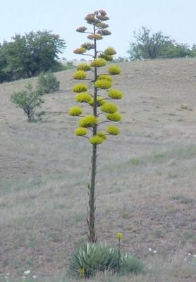 Agave Parryi 7 ks