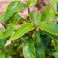 Ba Ti Jian 30g (Morinda officinalis - Ba Ti Jian) Ba Ti Jian 30g (Morinda officinalis - Ba Ti Jian)
