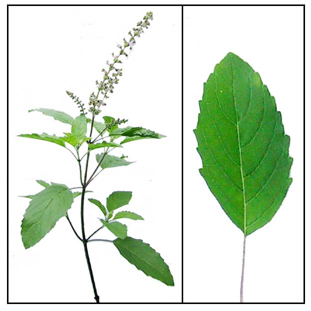 Bazalka posvätná - Tulsi Bazalka posvätná - Tulsi