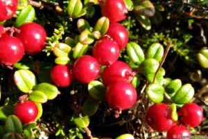 Brusnica 50g (Brusinka - Rhodococcum vitis-ida)