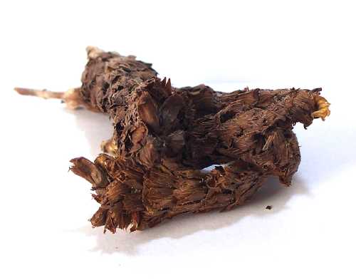 Černohlávok obyčajný 70g (Černohlávek obecný - Prunella vulgaris) Černohlávok obyčajný 70g (Černohlávek obecný - Prunella vulgaris)