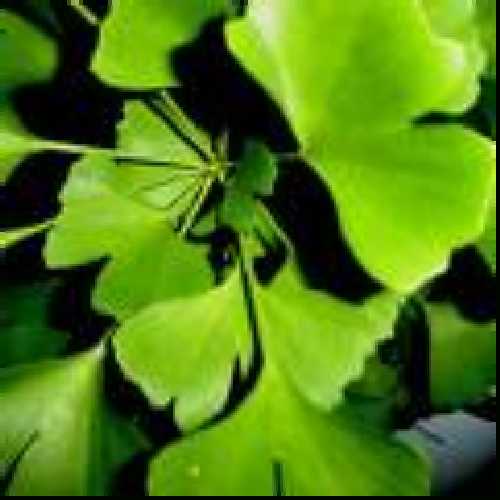 Ginko biloba Jinan dvojlaločný 1000g Ginko biloba Jinan dvojlaločný 1000g