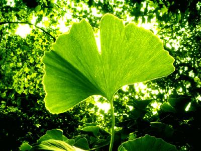 Ginko Biloba 2 ks semien