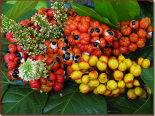 Guarana celá 50g (Guarana - Paullinia cupana)