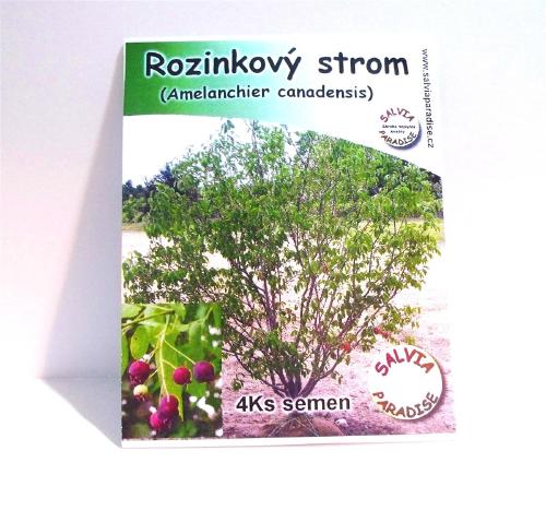 Hrozienkový strom 4 ks semiačok Hrozienkový strom 4 ks semiačok