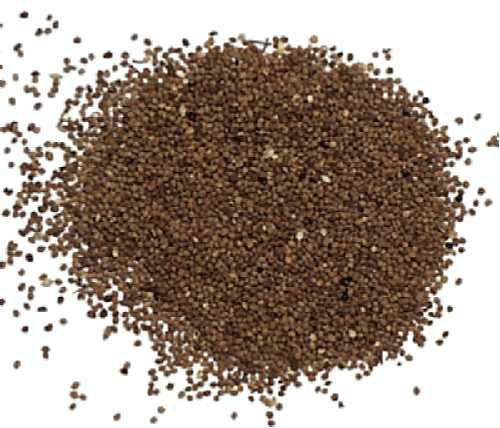 Kokotica čínska 70g balenie – semiačko<br>(Kokotice čínská - Cuscuata Chinensis) Kokotica čínska 70g balenie – semiačko<br>(Kokotice čínská - Cuscuata Chinensis)