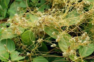 Kokotica čínska 70g balenie – semiačko<br>(Kokotice čínská - Cuscuata Chinensis) Kokotica čínska 70g balenie – semiačko<br>(Kokotice čínská - Cuscuata Chinensis)