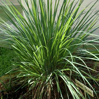 Citronella, Lemongrass 5 ks semien Citronella, Lemongrass 5 ks semien