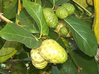 Noni 2 ks Noni 2 ks