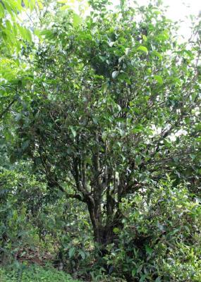Tee tree 2 ks Tee tree 2 ks