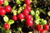  - Brusnica 50g (Brusinka - Rhodococcum vitis-ida)