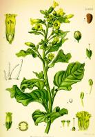 Semená rôznych rastlín - Tabak selský 230 ks